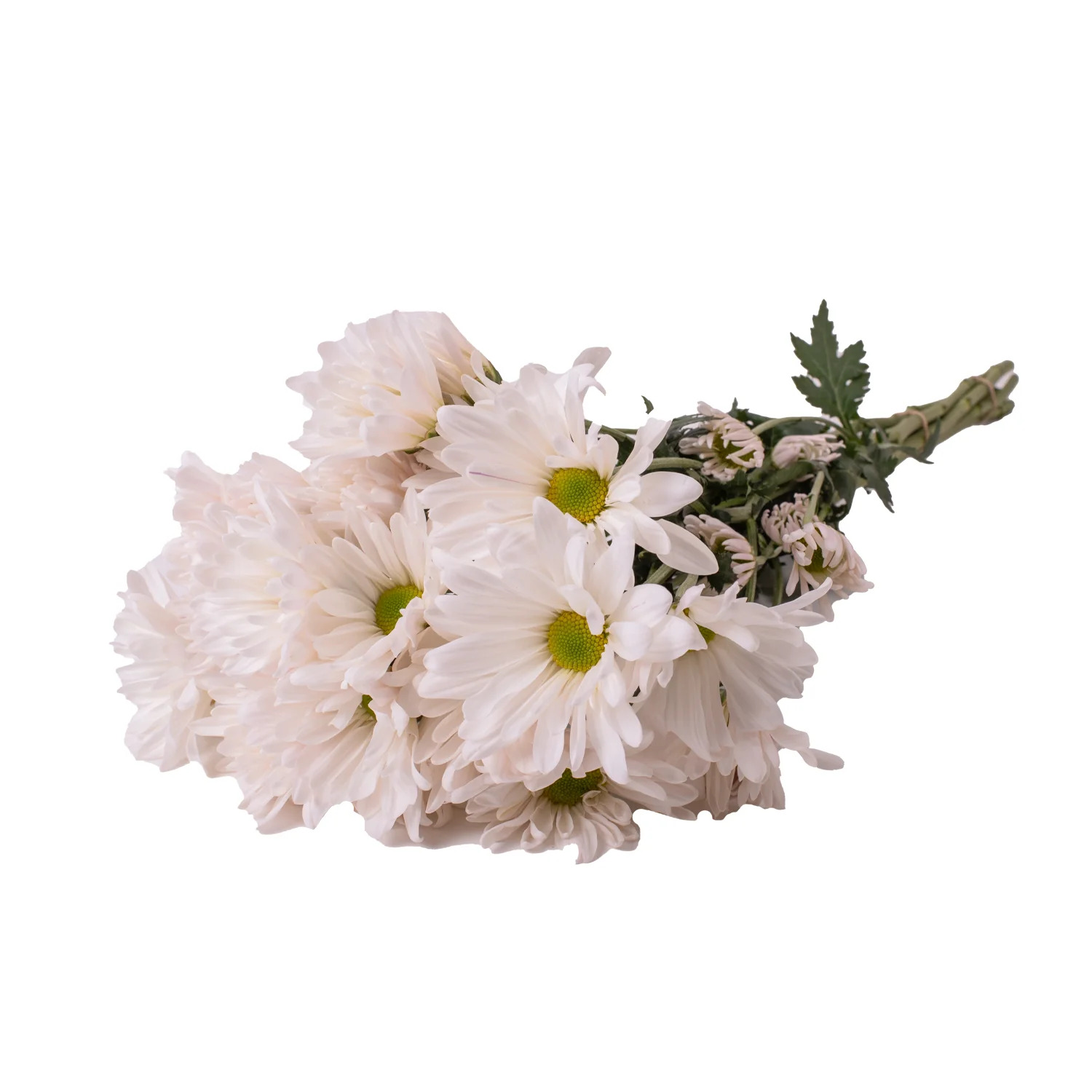 White Pompom Daisies - 5 Dal