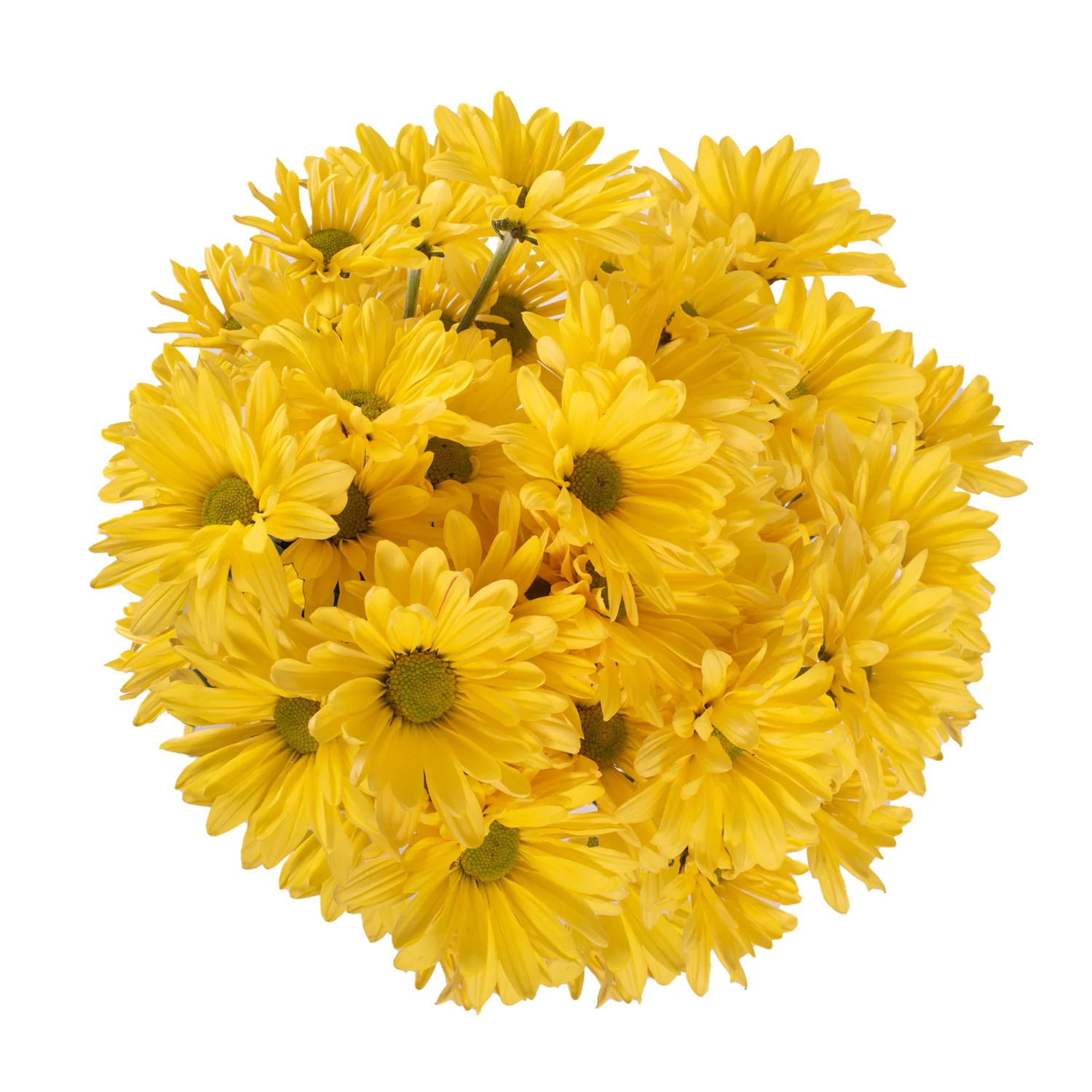 Yellow Pompom Daisies - 5 Dal