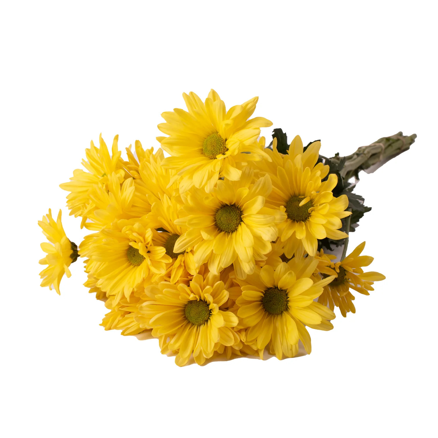 Yellow Pompom Daisies - 5 Dal