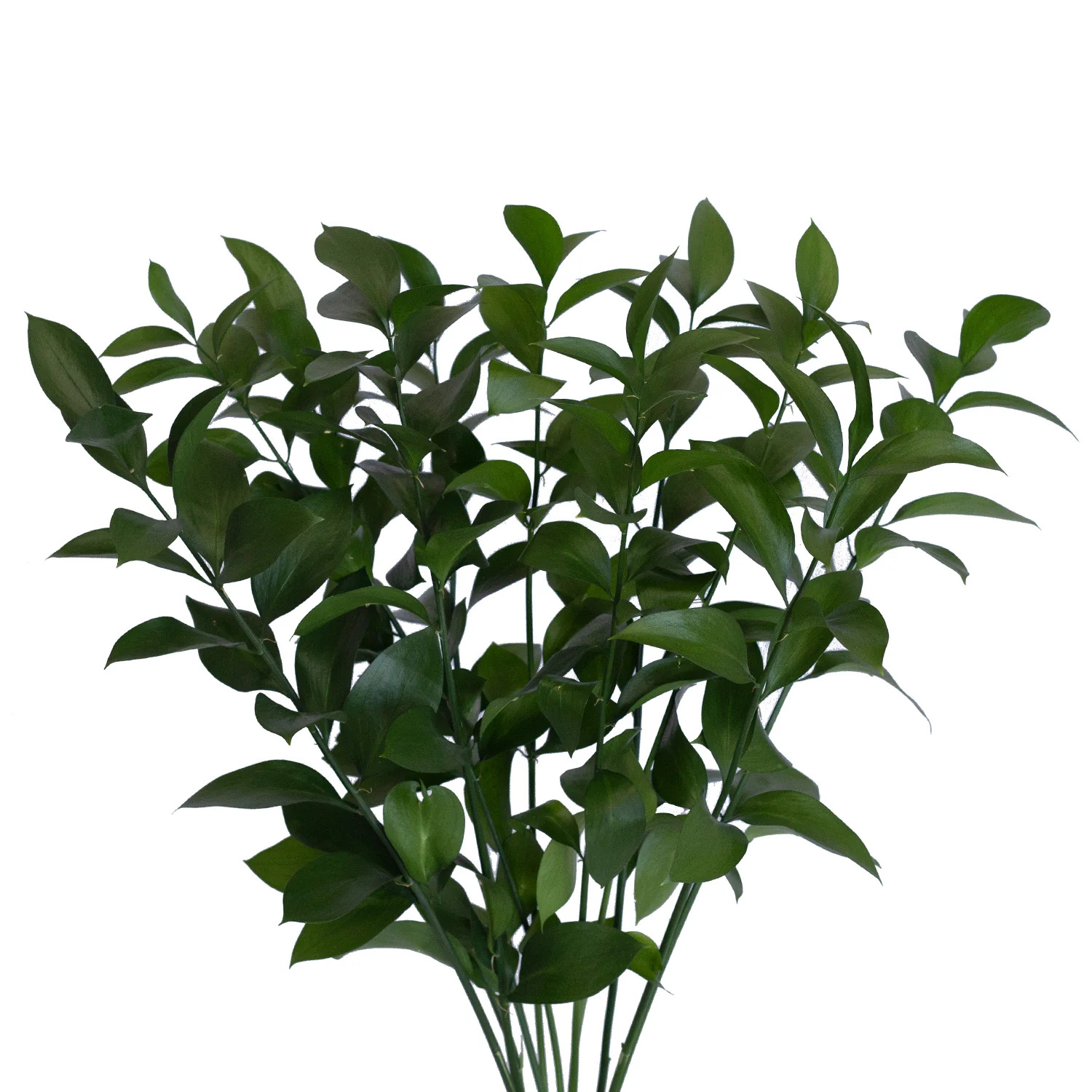 Ruscus - 20 Dal