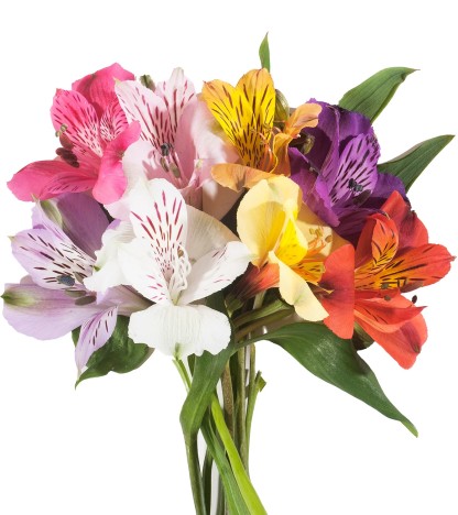 Mix Alstroemeria