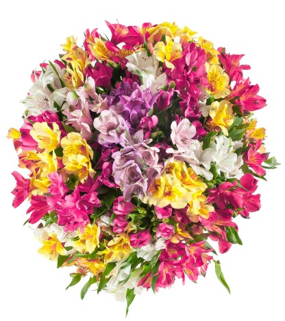 Mix Alstroemeria