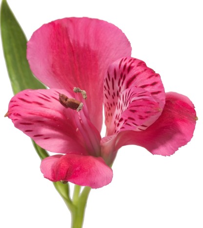 Koyu Pembe Alstroemeria