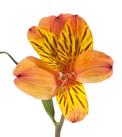 Turuncu Alstroemeria