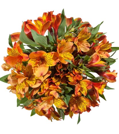 Turuncu Alstroemeria