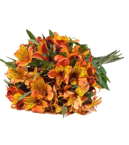 Turuncu Alstroemeria