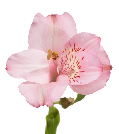 Açık Pembe Alstroemeria