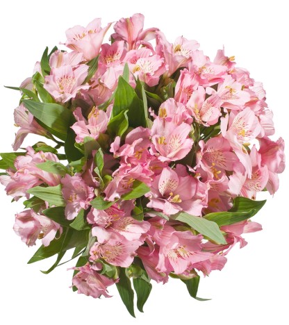 Açık Pembe Alstroemeria