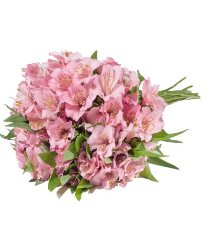 Açık Pembe Alstroemeria