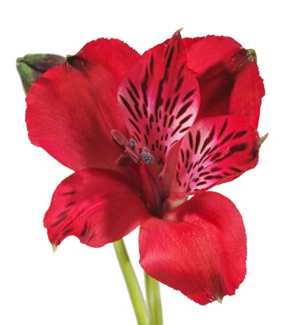 Kırmızı Alstroemeria - 10 Dal