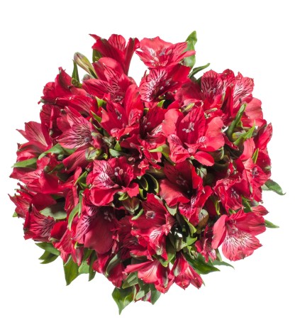 Kırmızı Alstroemeria - 10 Dal