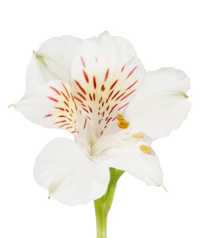 Beyaz Alstroemeria - 10 Dal