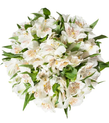 Beyaz Alstroemeria - 10 Dal