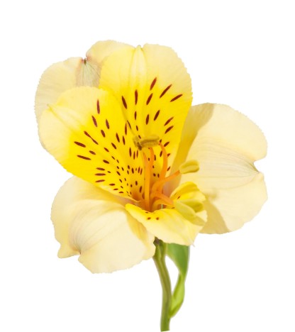 Sarı Alstroemeria - 10 Dal