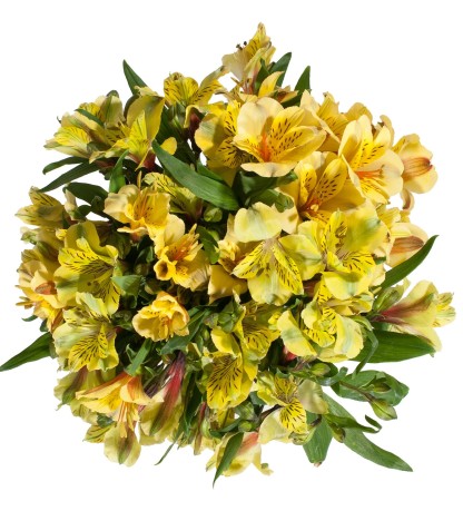 Sarı Alstroemeria - 10 Dal