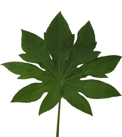 Aralia Yaprağı - 10 Adet