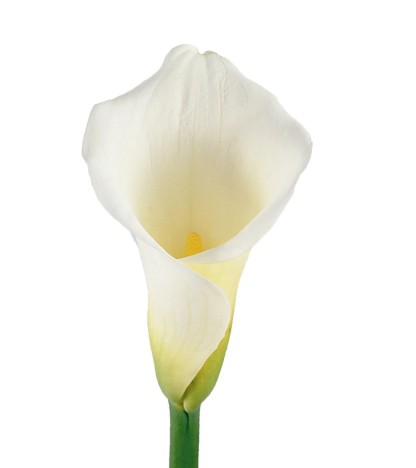 White Calla Lilies - 10 Adet