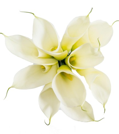 White Calla Lilies - 10 Adet