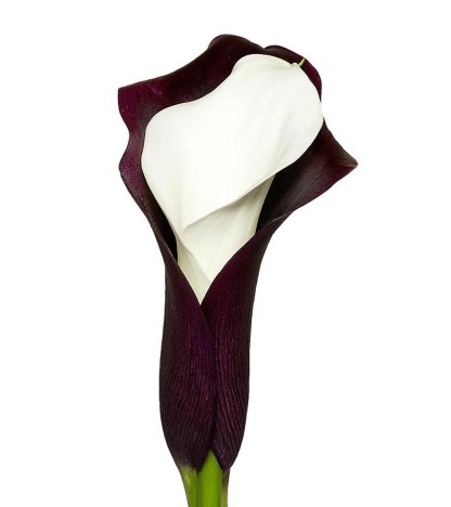 Black & White Calla Lilies - 10 Adet