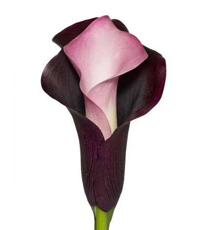 Black & Pink Calla Lilies - 10 Adet