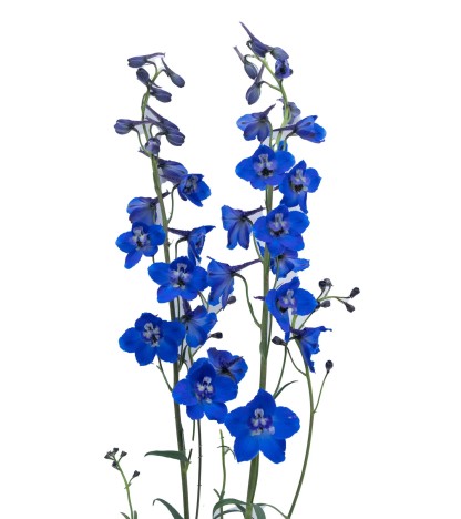 Delphinium Sea Waltz - 10 Dal