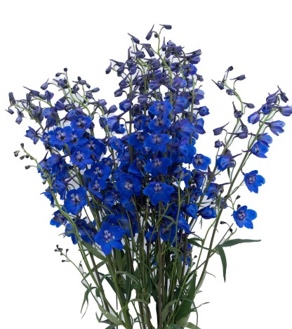 Delphinium Sea Waltz - 10 Dal