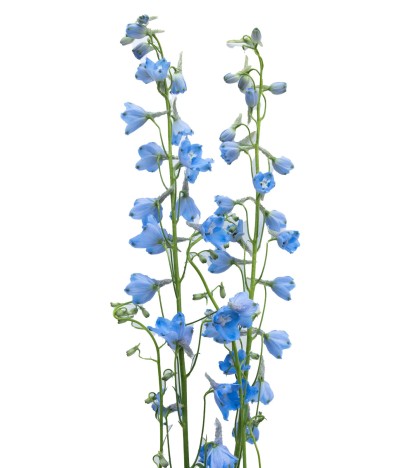 Delphinium Sky Waltz - 10 Dal