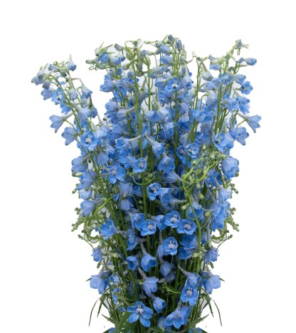 Delphinium Sky Waltz - 10 Dal