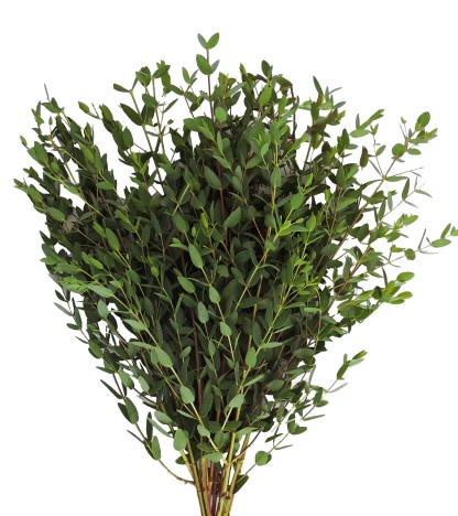 Parvifolia Okaliptus - 1 Demet