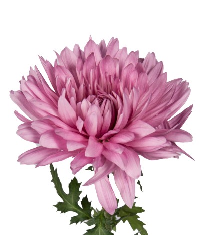 Pink Mums - 5 Dal