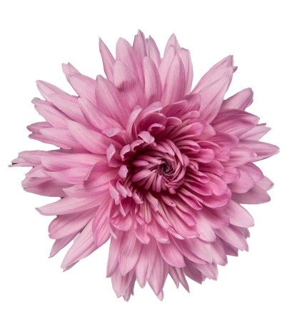 Pink Mums - 5 Dal