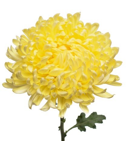 Yellow Mums - 5 Dal