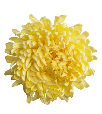 Yellow Mums - 5 Dal