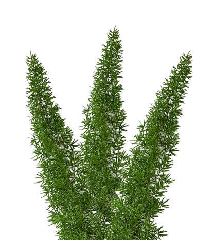 Foxtail Fern - 10 Adet