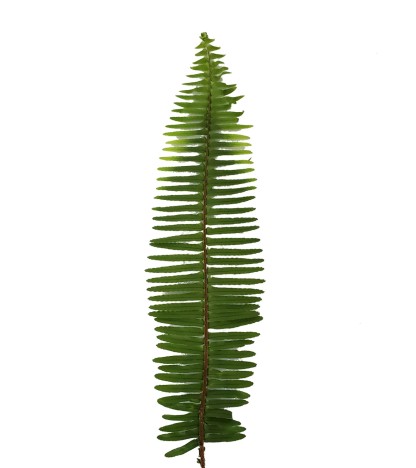 Sword Fern - 20 Adet