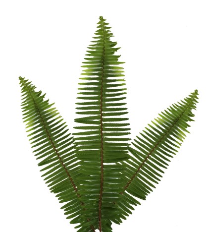 Sword Fern - 20 Adet