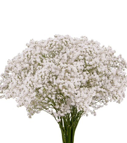 Gypsophila - 1 Demet