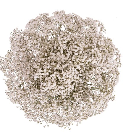 Gypsophila - 1 Demet