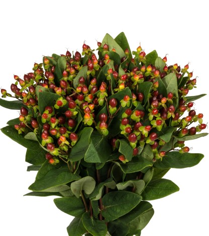 Burgundy Hypericum - 10 Dal