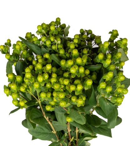 Green Hypericum - 10 Dal