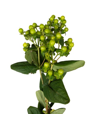 Green Hypericum - 10 Dal