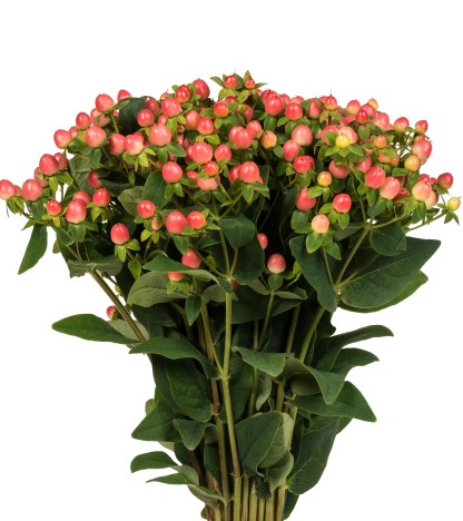 Pink Hypericum - 10 Dal