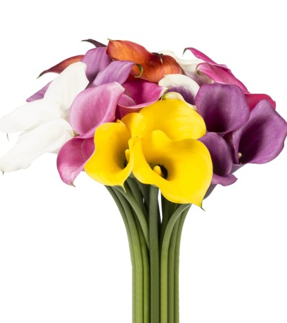 Mix Calla Lily - 10 Adet