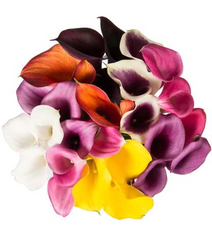 Mix Calla Lily - 10 Adet