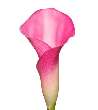 Hot Pink Calla Lilies - 10 Adet