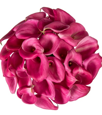 Hot Pink Calla Lilies - 10 Adet