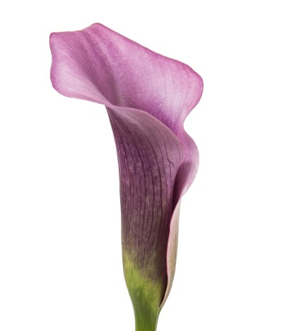 Lavender Calla Lilies - 10 Adet