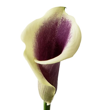 Picasso Calla Lilies - 10 Adet