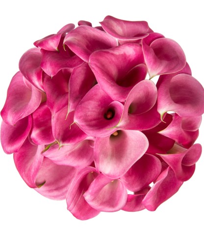 Pink Calla Lilies - 10 Adet