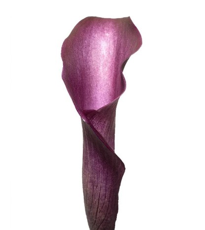 Purple Calla Lilies - 10 Adet